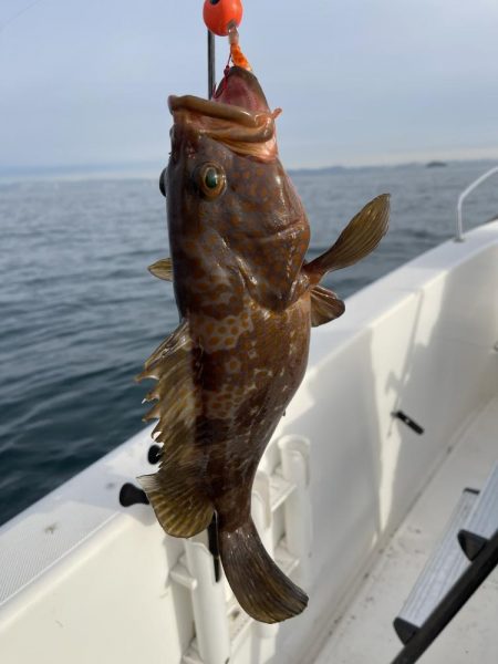 冬の播磨灘沖へタイラバ